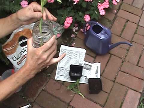 Annual Plants - Instruction on how to propogate annual plants for next season. Geranium, sweet potato vine and coleus can be saved indoors over winter. Take the cuttings bef...