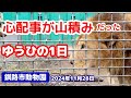 【釧路市動物園】ゆうひの優しい性格がわかる🦁落ち着かない風とアキラの心配に忙しい日