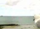 Un go�land de St malo