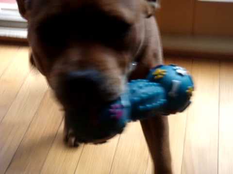 staffy