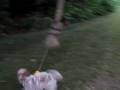 videos de My Time Share Puppy Tobey Playing with the Rope.