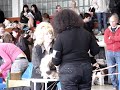Sillamäe 19.04.08 Pekingese ring Sillamäe 19.04.08 Pekingese ring