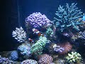 Martys 4x2x2 Reef Martys 4x2x2 Reef