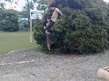 Double Decker Bush Dive Double Decker Bush Dive