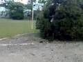 Double Decker Bush Dive