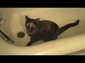 Catbook Movie: Monkey gets busted playing with bathing suit