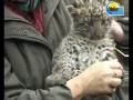 videos de Nachwuchs Hagenbeck Leoparden