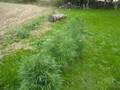 Weed & Skunk
