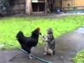 Kocky a kotata v akci