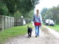 Lily the Labrador Dogtra