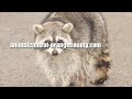 Get Speedy and Reliable Animal Control | ...