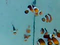Novo Lote de ocelaris para venda. Tamanho médio, cerca de 4cm, excelente coloração. 