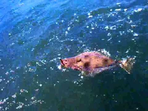 halibut that got away