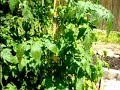 Sylvan\ Sylvan\