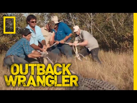 Croc Relocation | Outback Wrangler