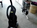the springer and the vacuum