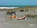 EL MIRON