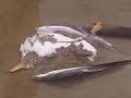 fashionismierda- gaviota muerta 4