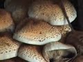 Autumn Fungi
