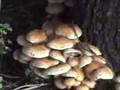 Autumn Fungi