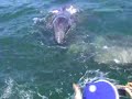 Friendly Gray Whales of Baja Mexico