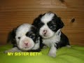 FUNNY DOG FAMILY ???? CAOZINHO ??