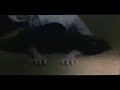 RINGU 2 (Trailer / Preview)