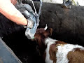 Sacrificio de una vaca - Slaughtery House Sacrificio de una vaca - Slaughtery House