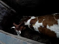 Sacrificio de una vaca - Slaughtery House Sacrificio de una vaca - Slaughtery House