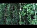 Canopy Safari  - What it Feels Like on a Zip Line