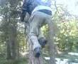 Gangters killing tree