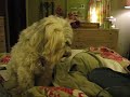 Download Zelda, a Tibetan Terrier Talking for Popcorn MP3 song and Music Video