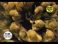 Blind Melon - I wonder