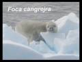 videos de Addio Antartide di Gisella Pagano