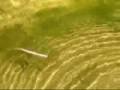 Wiggling lures
