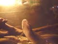 Lung Fish Eating