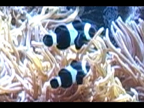 See video