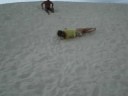 Duna a baixo