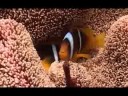 1� Viagem Forum Mergulho / APDM / DAHAB ao Mar Vermelho - P1