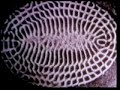David Icke explaing ho sound works on the body
