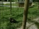 Der Luchs in der Steiermark Der Luchs in der Steiermark