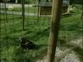 Der Luchs in der Steiermark