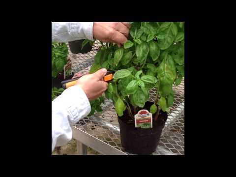 how to plant thai basil