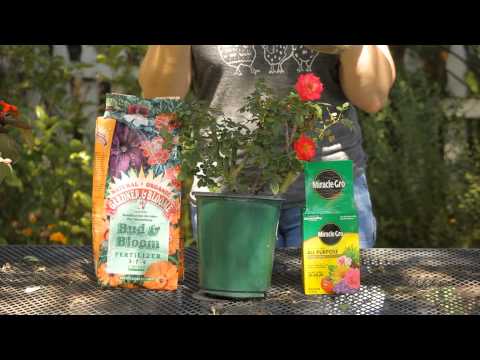how to fertilize rose bushes