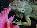 My iguana eating a large flower