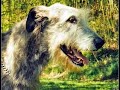 Irish Wolfhound