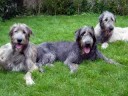 IRISH WOLFHOUND PUPPIES by EDUARDO DURÁN HAEDO.