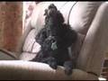 Pepi-the-Poodle-sing