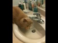 Stupid cat