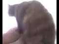 Elsa the cat, CPR Elsa the cat, CPR